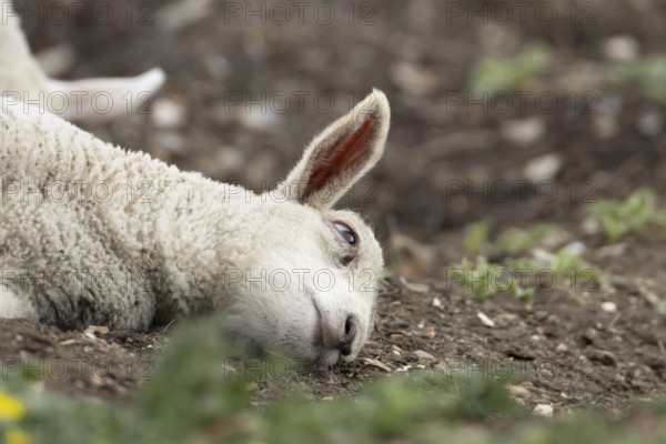 Domestic sheep (Ovis aries) juvenile baby lamb farm animal laying its head on the ground, England,
