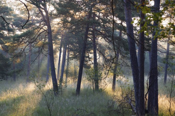 Morning atmosphere in a pine forest, Scots pine (Pinus sylvestris), Pupplinger Au, Isar