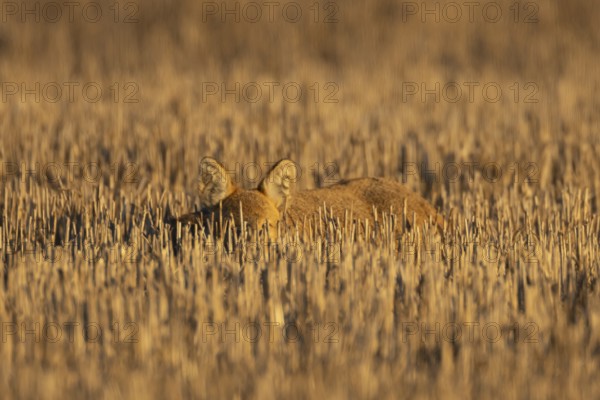 Chinese water deer (Hydropotes inermis) adult animal resting in a farm stubble field, England,