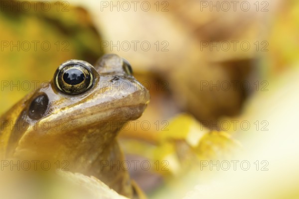 Common frog (Rana temporaria) adult amphibian in a garden amongst fallen autumn leaves, England,