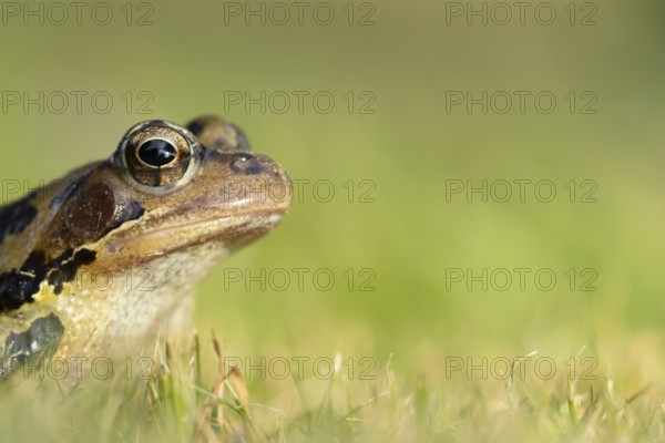 Common frog (Rana temporaria) adult amphibian on a garden grass lawn in summer, England, United