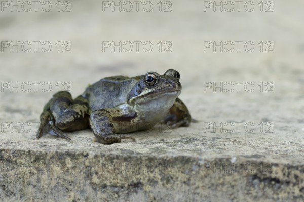 Common frog (Rana temporaria) adult amphibian on a garden paving slab in summer, England, United