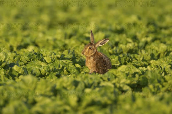 European brown hare (Lepus europaeus) adult animal in a arable farm sugar beet crop field in