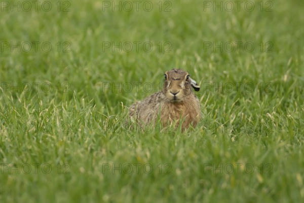 European brown hare (Lepus europaeus) adult animal in a farmland field in springtime, England,