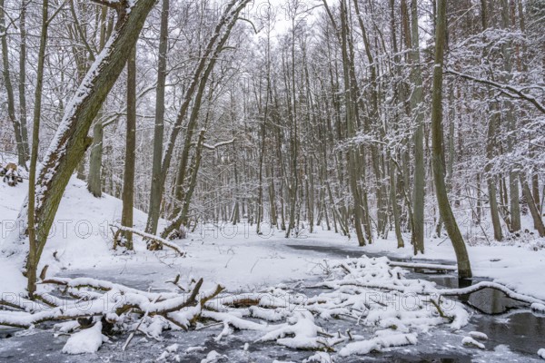 Landscape covered by snow with fallen trees on the Briese river in the forest in winter, landscape