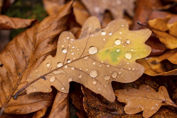 Close-up of the leaf of an oak (Quercus) in autumnal brown colouring on the ground of a forest,