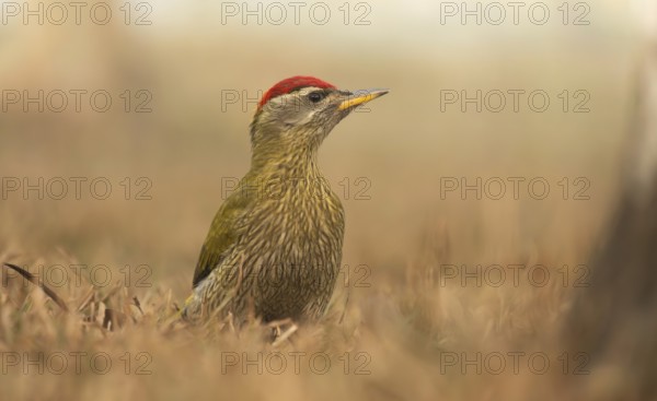 A male Streak-throated Woodpecker (Picus xanthopygaeus) is standing on the grass. Sreepur, Gazipur,