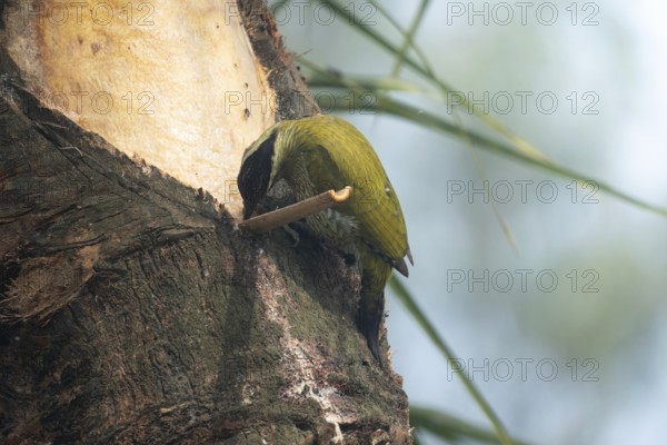 A female Streak-throated woodpecker (Picus xanthopygaeus) is feeding on date palm sap. Sreepur,