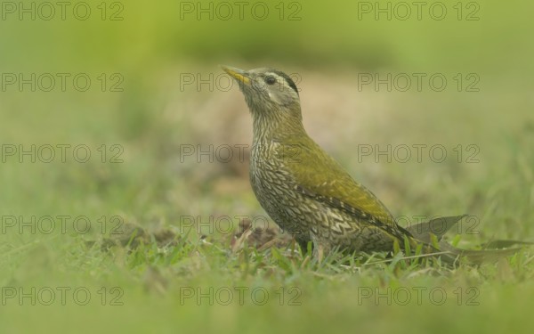 A Female Streak-throated Woodpecker (Picus xanthopygaeus) is standing on the grass. Sreepur,