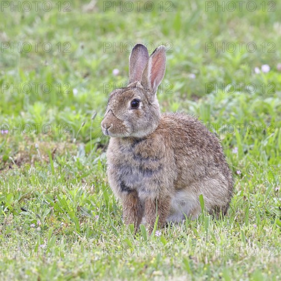 Wild rabbit (Oryctolagus cuniculus), sitting in a meadow, adult, alert, wildlife, animals, rodent,