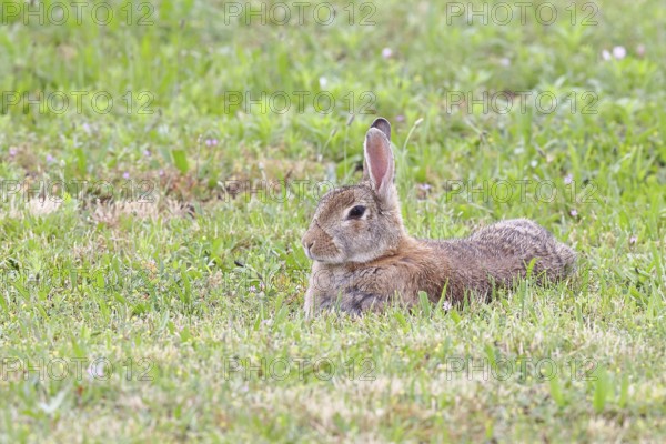 Wild rabbit (Oryctolagus cuniculus), lying in a meadow, fully grown, alert, wildlife, animals,