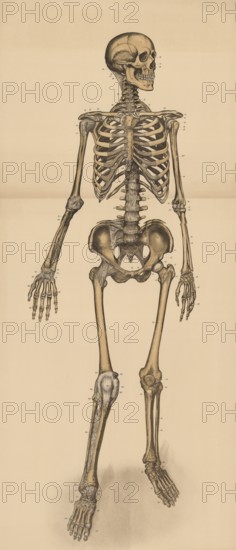 Medical illustration, human skeleton from behind, school picture, authentic reproduction of a