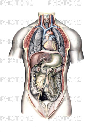 Medical illustration, intestines, internal organs in human chest and abdomen, school picture,