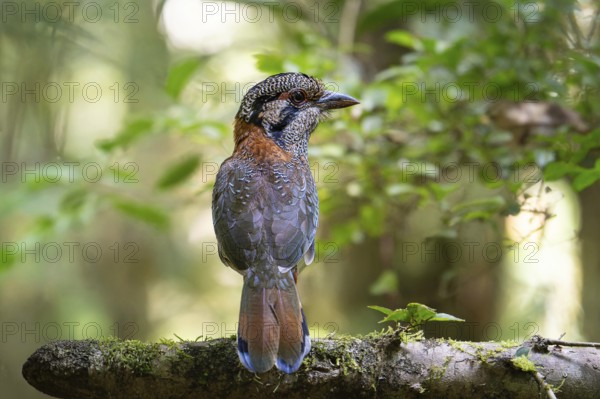 A bird, Scaly Ground Roller (Geobiastes squamigerus) in the rainforests of Mantadia National Park