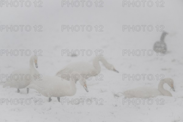 Whooper swans (Cygnus cygnus) and grey geese (Anser anser) in the snow, Emsland, Lower Saxony,