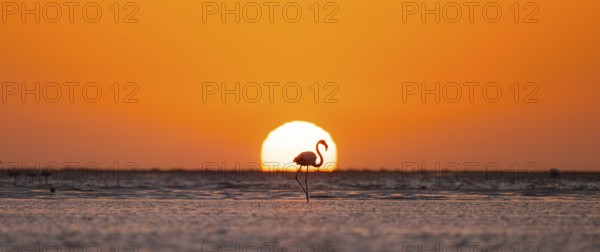 Single pink flamingo (Phoenicopterus roseus) directly in front of the setting sun, backlight,
