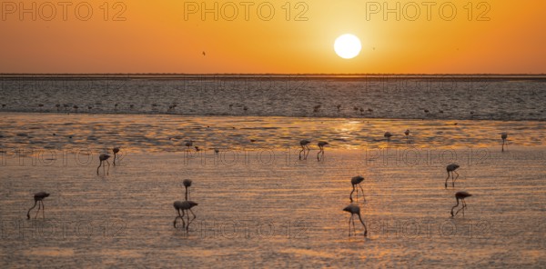 Pink flamingos (Phoenicopterus roseus) against the light, sunset, lagoon at Walfish Bay, Erongo,
