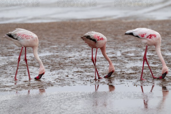 Lesser Flamingos (Phoeniconaias minor) in a lagoon, Walfish Bay, Erongo, Namibia