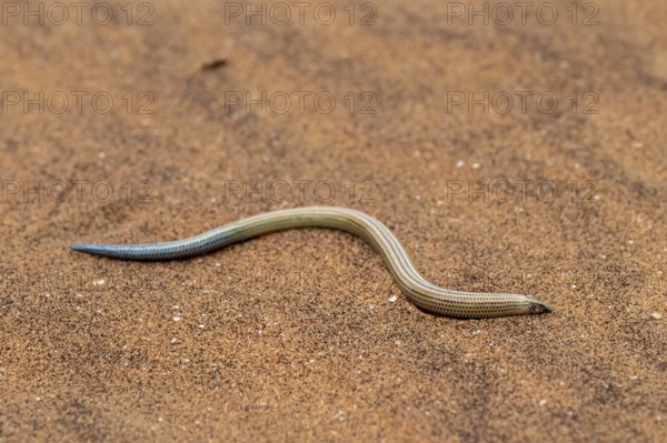 FitzSimon's burrowing skink or short blind dart skink, (Typlacontias brevipes), Namib Desert,