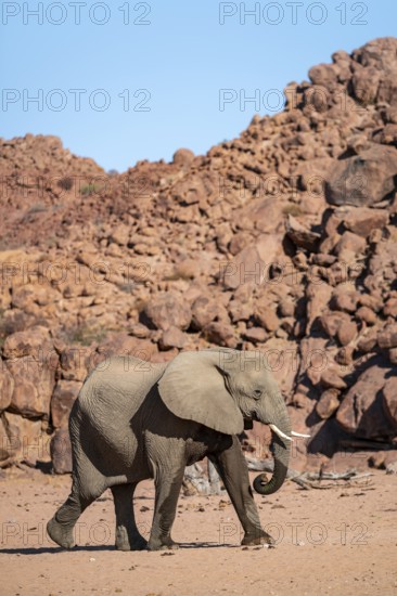 African elephant (Loxodonta africana), desert elephant, riverbed of the Ugab River, Damaraland,