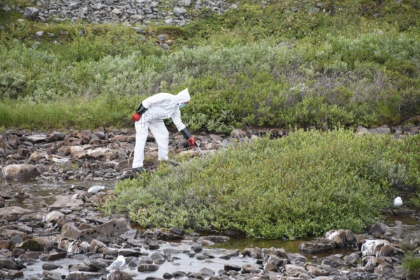 Person in a protective suit, protective mask and goggles picks up a dead kittiwake (Rissa
