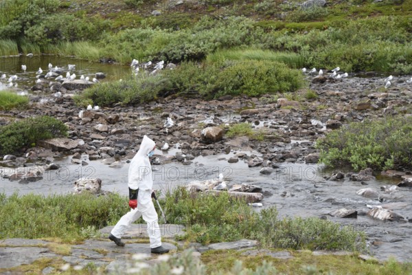 Person in a protective suit, protective mask and goggles looking for dead kittiwakes (Rissa