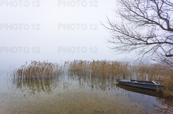 Foggy autumn atmosphere at the lake with fishing boat in reeds, Irrsee, Salzkammergut, Upper
