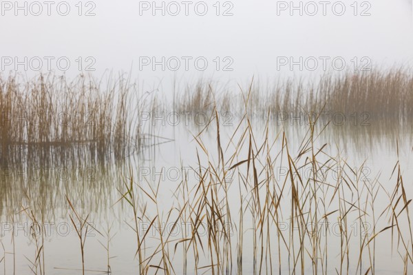 Autumn morning fog on the reed belt on the shores of Lake Mondsee, Salzkammergut, Upper Austria,