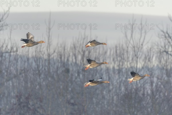 Greylag goose (Anser anser) moving in the clear sky. The wings are outstretched as they fly. The