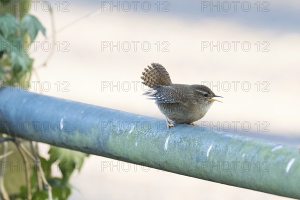 A wren (Troglodytes troglodytes) sits on a railing and sings, Hesse, Germany