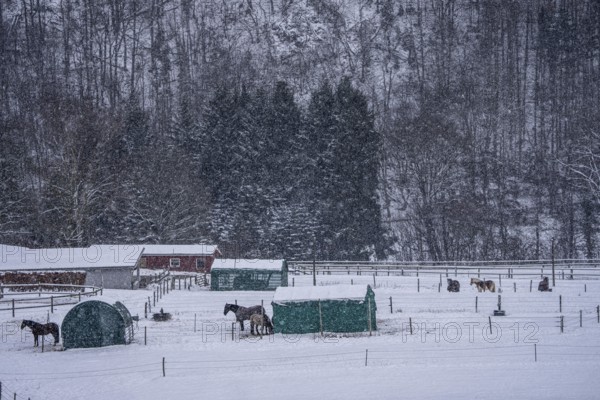Horses in a paddock, snowy in winter, snowfall, in Elfringhauser Switzerland, near Sprockhövel,