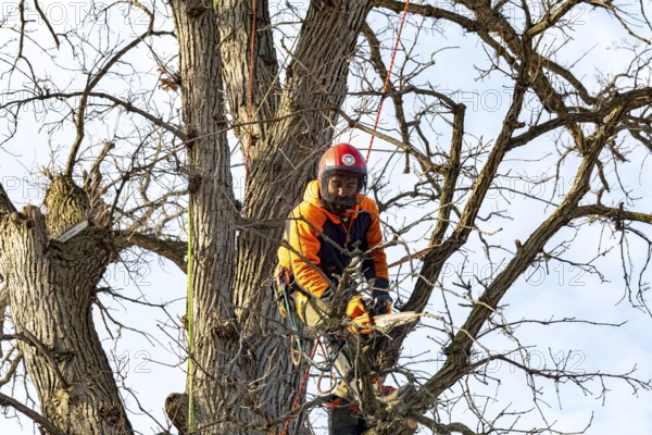 Detroit, Michigan - Members of the Detroit Arborist Collective trim dead branches from a burr oak