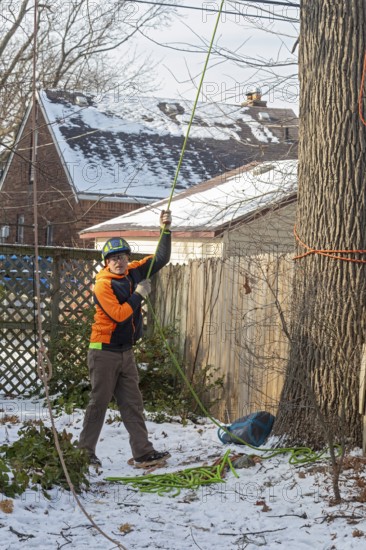 Detroit, Michigan - Members of the Detroit Arborist Collective trim dead branches from a burr oak