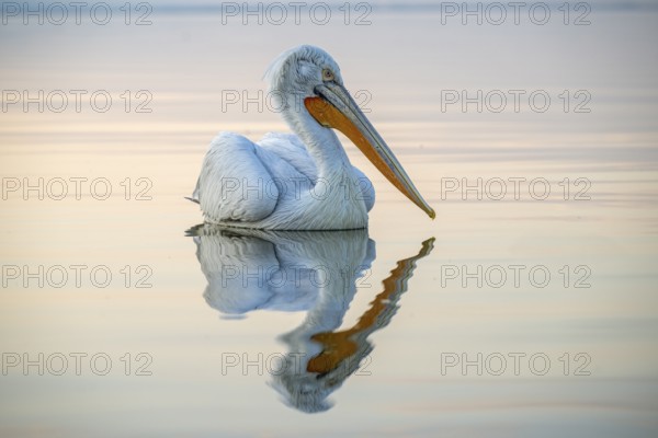 Dalmatian Pelican (Pelecanus crispus), Dalmatian Pelican, swimming, morning mood, in splendour,