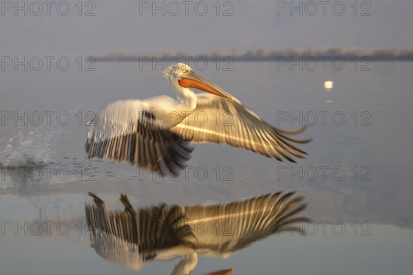 Dalmatian Pelican (Pelecanus crispus), Dalmatian Pelican in landing approach, morning light, in