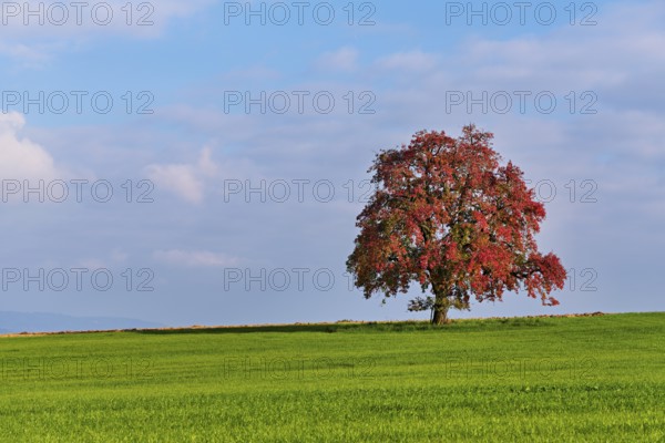 Red discoloured pear tree (Pyrus), standing in a meadow, Beinwil, Freiamt, Canton Aargau,