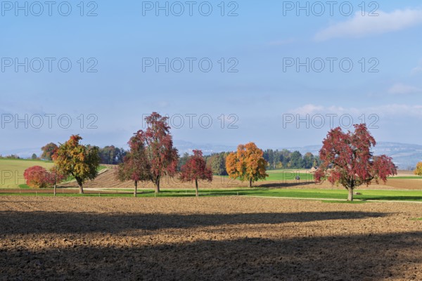 Discoloured pear trees (Pyrus), standing in a meadow, Beinwil, Freiamt, Canton Aargau, Switzerland