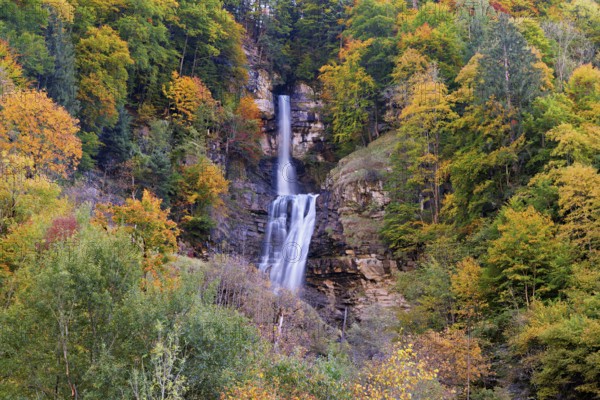 Autumn-coloured sycamore maple (Acer pseudo plantanus), at the Diesbach waterfall, Canton Glarus,