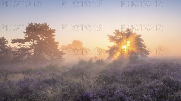 Pine trees in the blooming Mehlinger Heide at sunrise. Fog, fog rays and backlight. Mehlinger Heide