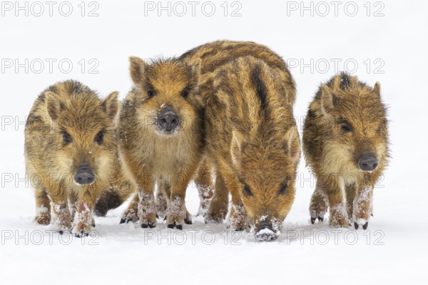 Wild boar (Sus scrofa) in the snow, fresh boar, Melle, Lower Saxony, Germany