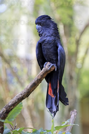 Red-tailed Cockatoo (Calyptorhynchus banksii), Banks' Cockatoo, adult, male, perch, alert,