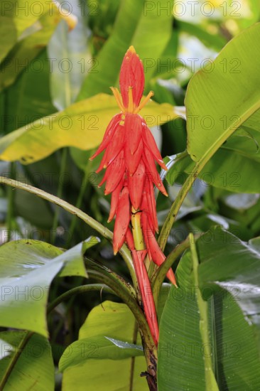 Musa coccinea, red dwarf banana, flower, Singapore, Southeast Asia