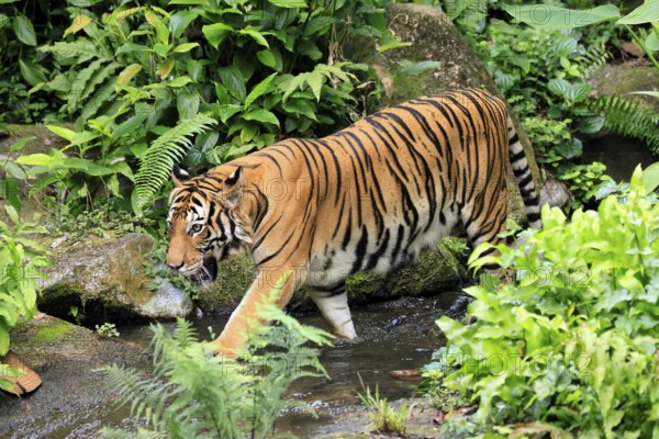 Malaysia tiger (Panthera tigris jacksoni), adult, running, in water, stream, vigilant, Malaysia,