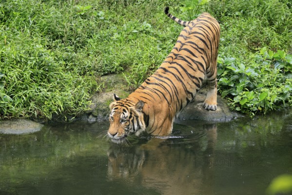 Malaysia tiger (Panthera tigris jacksoni), adult, at water, shore, vigilant, Malaysia, Southeast