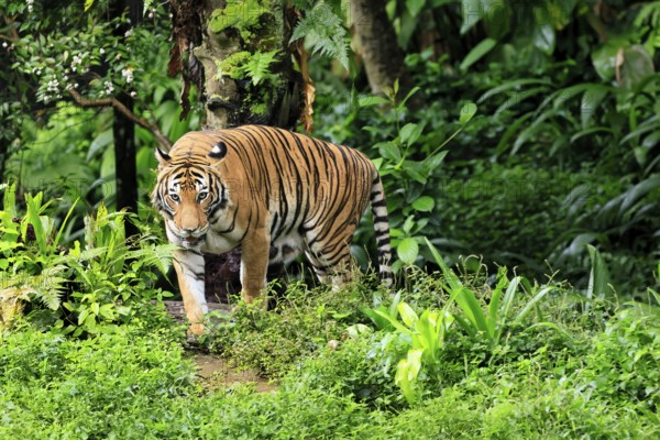 Malaysia tiger (Panthera tigris jacksoni), adult, running, stalking, vigilant, Malaysia, Southeast