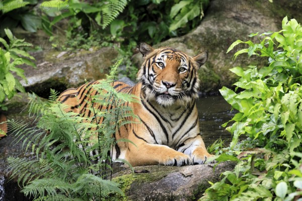 Malaysia tiger (Panthera tigris jacksoni), adult, portrait, sitting, alert, Malaysia, Southeast