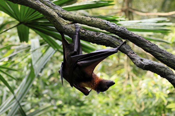 Kalong flying fox (Pteropus vampyrus), adult, climbing, in sleeping tree, during the day,