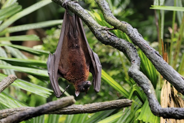 Kalong flying fox (Pteropus vampyrus), adult, resting, in sleeping tree, during the day, Singapore,