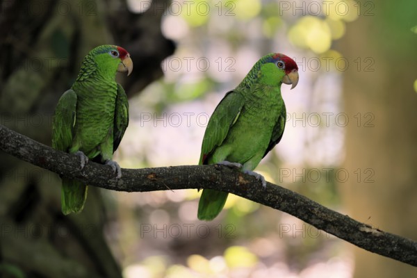 Green-cheeked Amazon (Amazona viridigenalis), adult, pair, on tree, social behaviour, Mexico, North