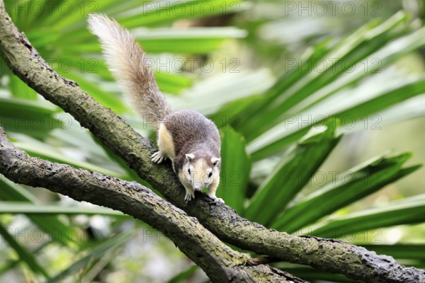 Finlayson's squirrel (Callosciurus finlaysonii), adult, on tree, foraging, Singapore, Southeast
